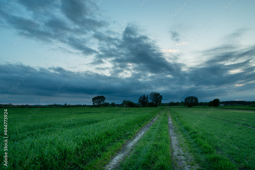 Obraz premium Rural road through the green grain fields