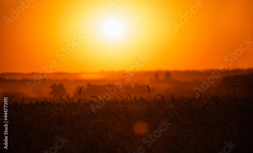 Silhouette of ears of wheat in a field at sunset