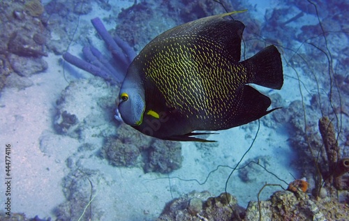 Underwater photography closeup of a blue and yellow ray-finned fish Pomacanthus paru swimming in a natural environment photo