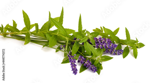 Lemon verbena and lavender