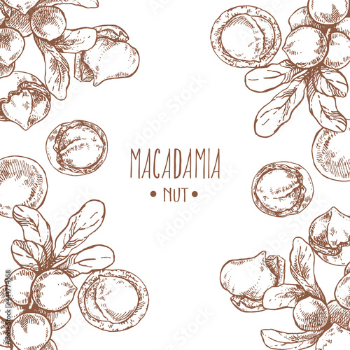 Hand drawn vector macadamia nut core leaf branch
