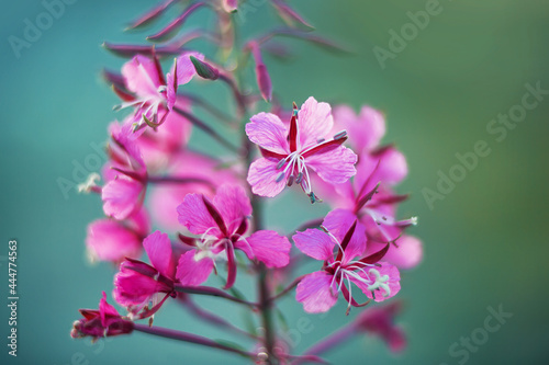 Delicate fragrant pink flowers of cypress blossom on a summer day. Nature in summer. Macro.