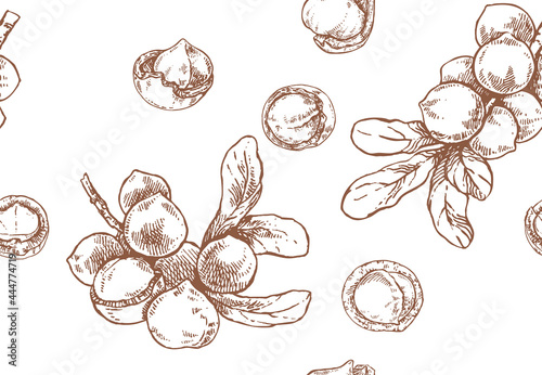 Hand drawn vector macadamia nut core pattern photo