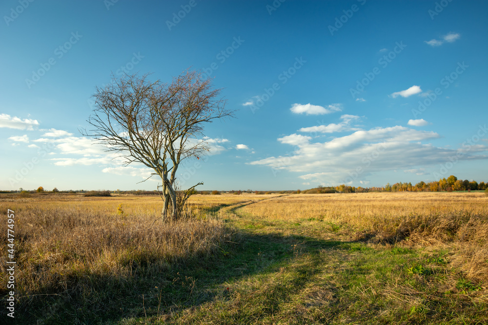 A road through a meadow and a lonely tree without leaves