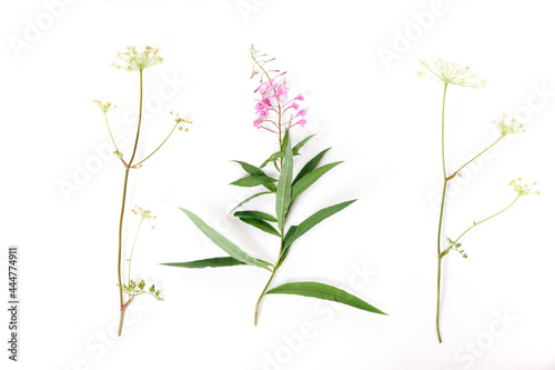 Fireweed, Rosebay Willowherb isolated on white background. Willow-herb isolated on white background. Medicinal plant. Blooming sally