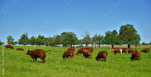 Weidende Rinder, Kuhherde, Grazing cattle, herd of cows,