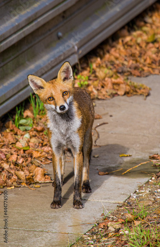 Obraz na plátne Young Fox Cub curiosity gets the better of it in Surrey, UK