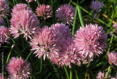 Ciboulette, Allium schoenoprasum