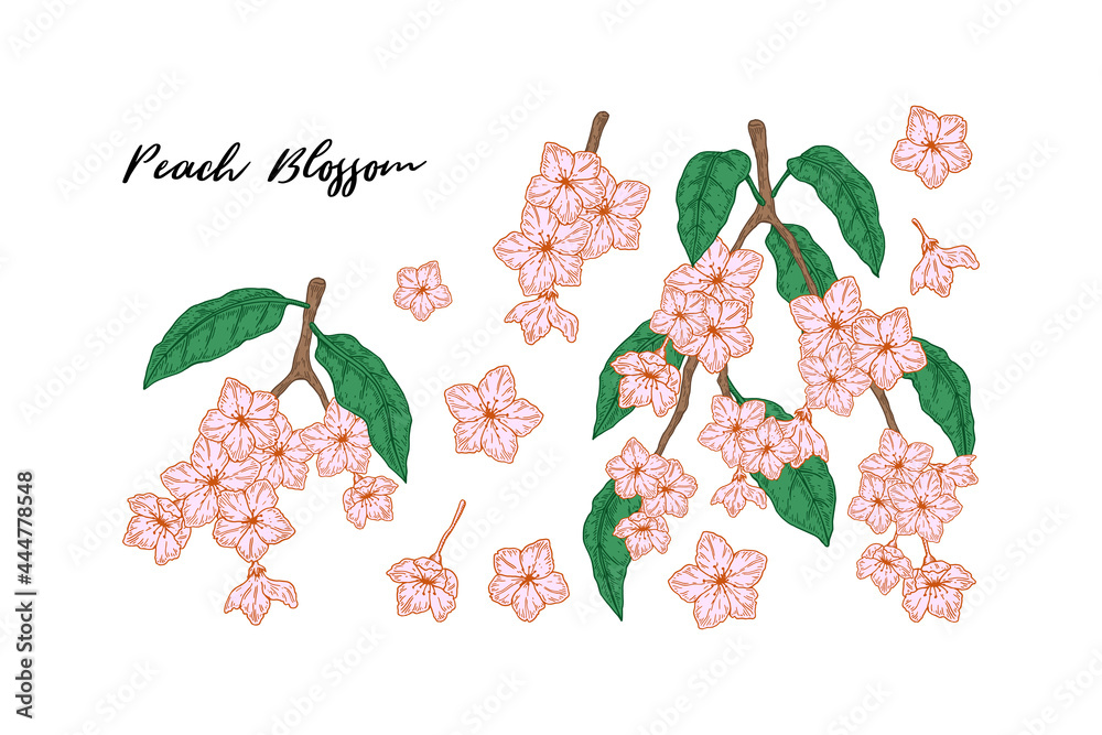 Set of colorful hand drawn peach branches with flowers isolated on ...