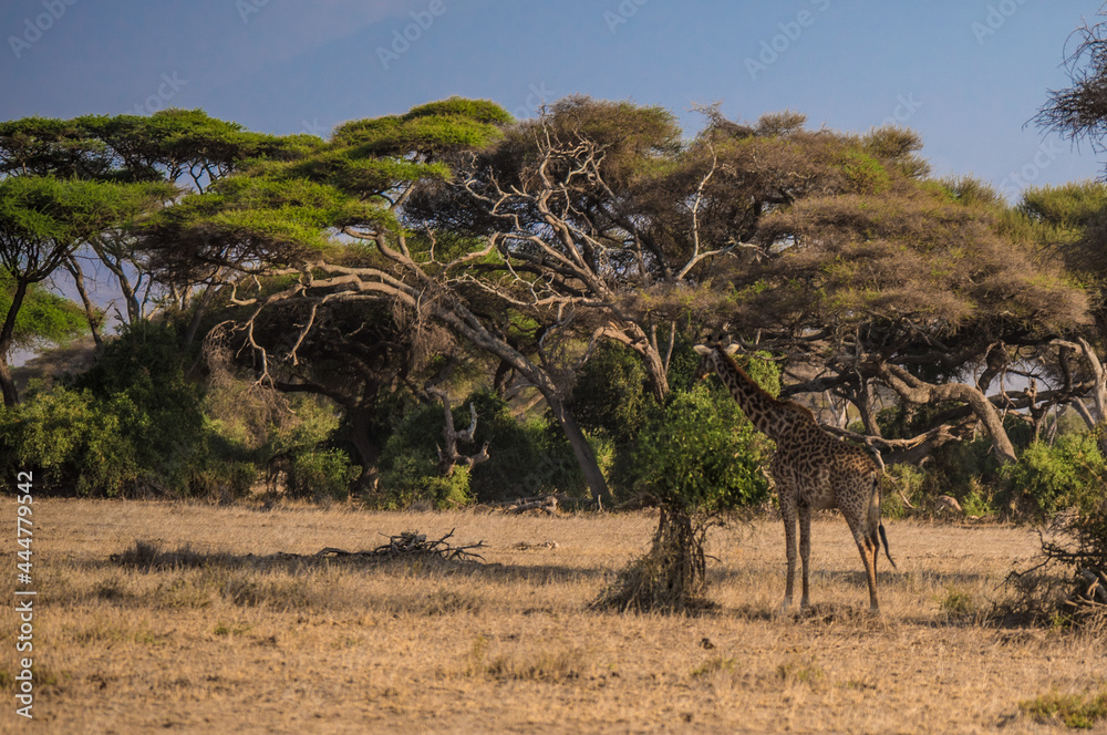 A giraffe eats acacia leaves in the wild African savannah in Amboseli National Park