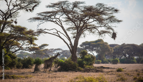 The giraffe eats acacia leaves in the wild African savannah - Amboseli National Park
