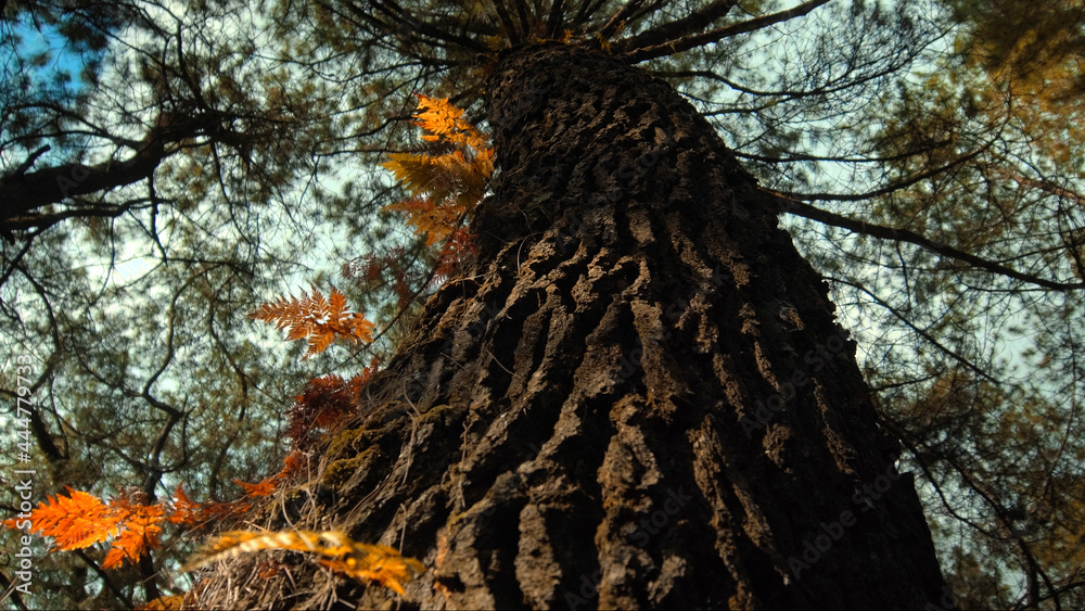 Obraz premium green forest with a large tall tree with coarse bark and daylight breaking through foliage. Look from bottom to top.