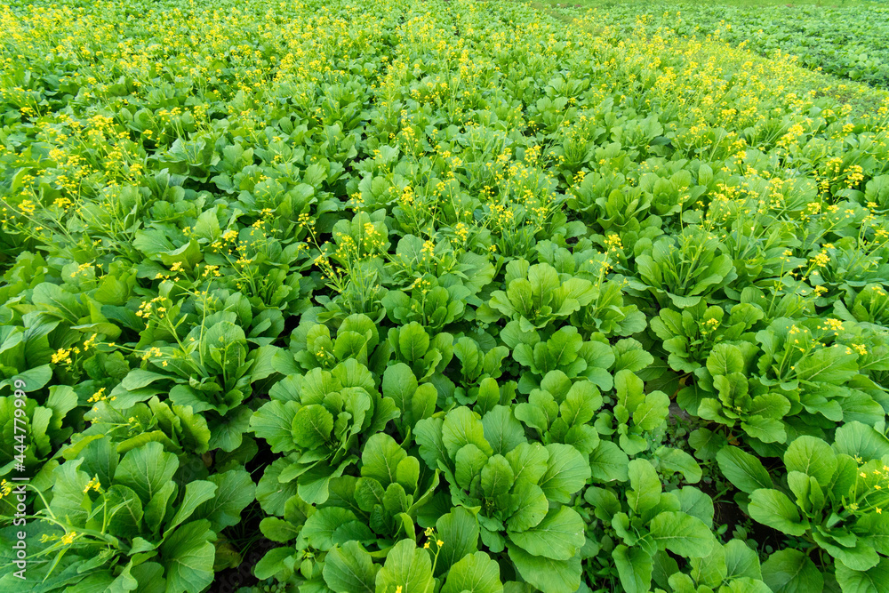 Green leaf mustard in growth at vegetable