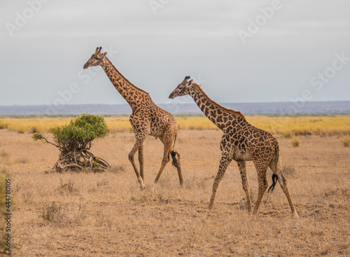 Two giraffes roam the wild African savannah in Amboseli National Park