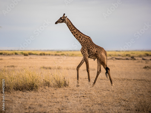 A lonely giraffe is walking in the wild African savannah - Amboseli National Park