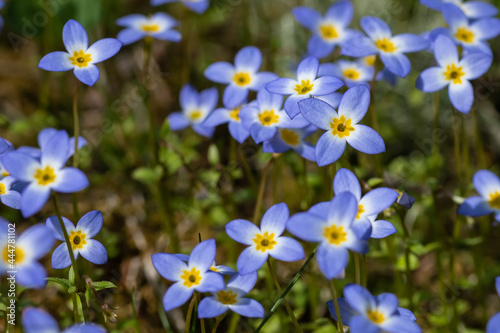 Beautiful Patch of Bluets Blooming Along the Blue Ridge Parkway