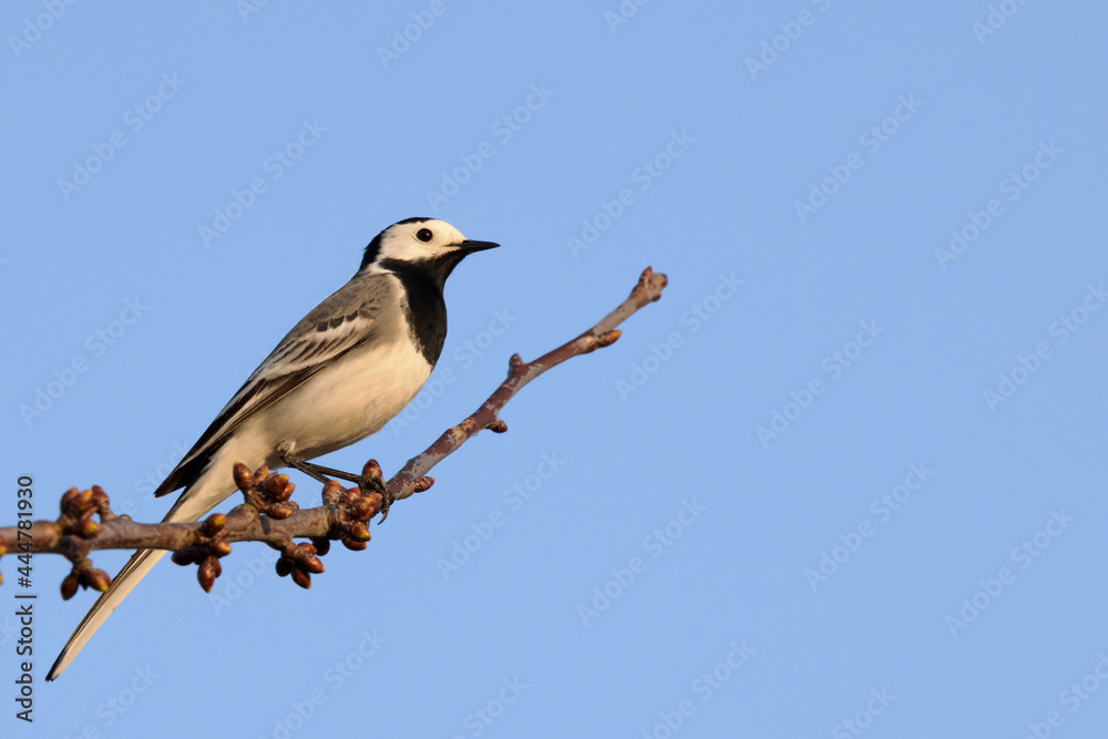 White Wagtail motacilla alba perched on tree branch White Wagtail motacilla alba perched on tree branch