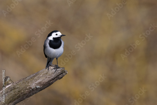 White Wagtail motacilla alba perched on tree branch