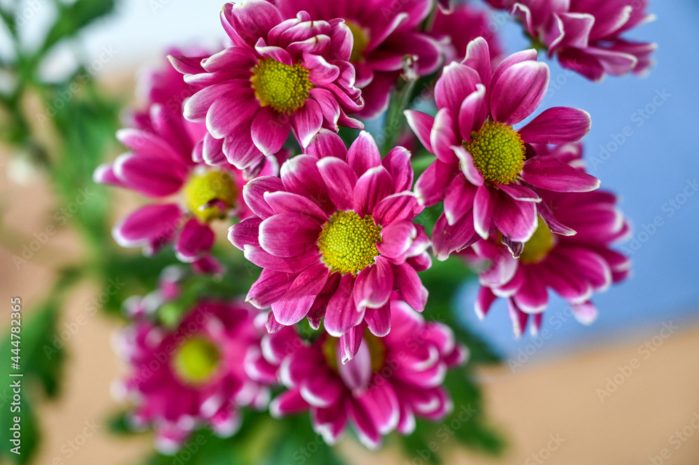 pink dahlia flower pink dahlia flower