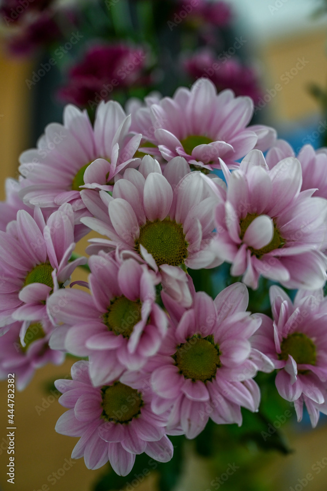 Obraz premium pink chrysanthemum flowers