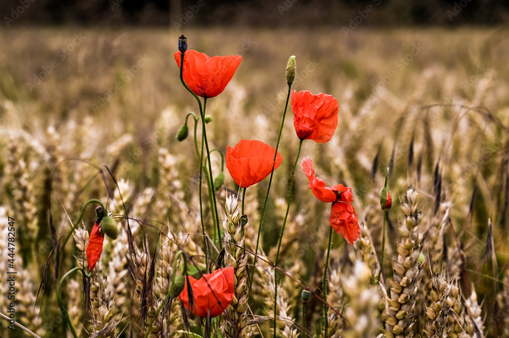 Fototapeta premium Poppies in a field full of grain