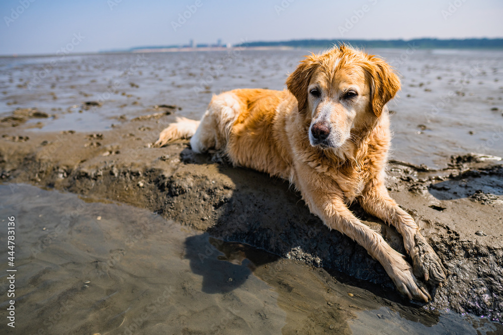Cute Golden Retriever lying in the wadden sea at dog beach sahlenburg in cuxhaven