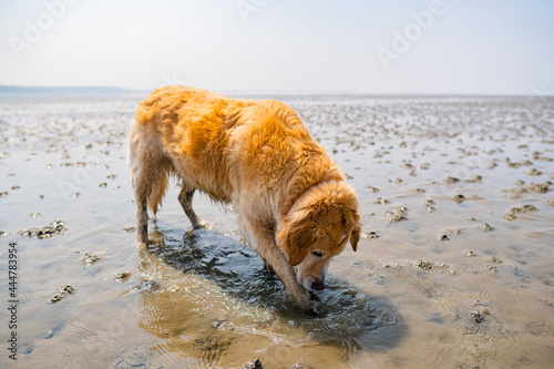 Cute Golden Retriever digging in the wadden sea at dog beach sahlenburg in cuxhaven photo