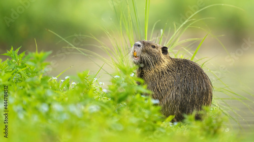 Nutria sitting in the grass at the edge of a pond photo