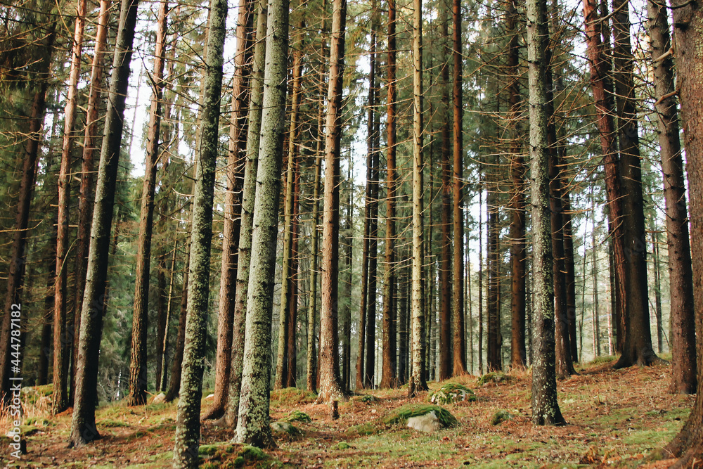 Obraz premium forest in autumn