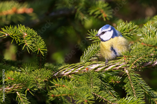 Portrait of eurasian blue tit caeruleus cyanistes perched on green spruce tree branch