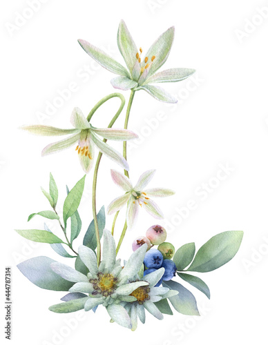 Floral composition of the Star of Bethlehem flowers, blueberries, edelweiss flowers and green leaves hand painted in watercolor isolated on a white background. Watercolor floral illustration. Bouquet