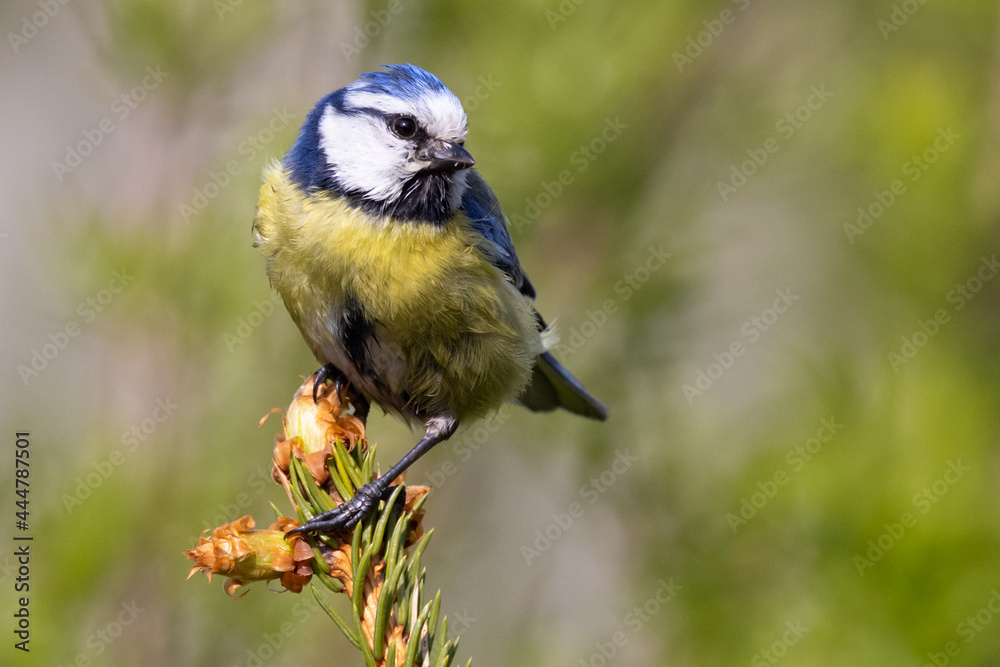 Obraz premium Portrait of eurasian blue tit caeruleus cyanistes perched on green spruce tree branch