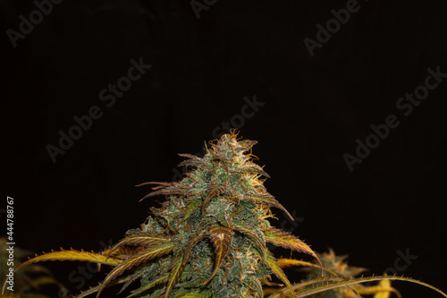 Main flower head of medical marijuana flower bathed in shiny resin and almost ready to be harvested. Cannabis theme. THC CBD.
Black background and closed plane.