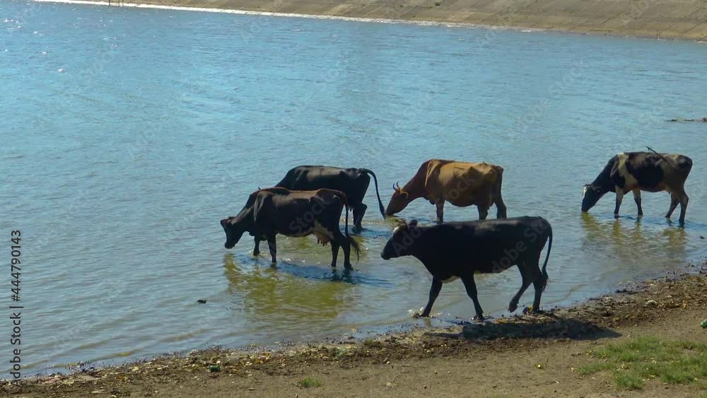 Domestic cows entered the Yalpug lake (Ukraine) and drink dirty water Domestic cows entered the Yalpug lake (Ukraine) and drink dirty water