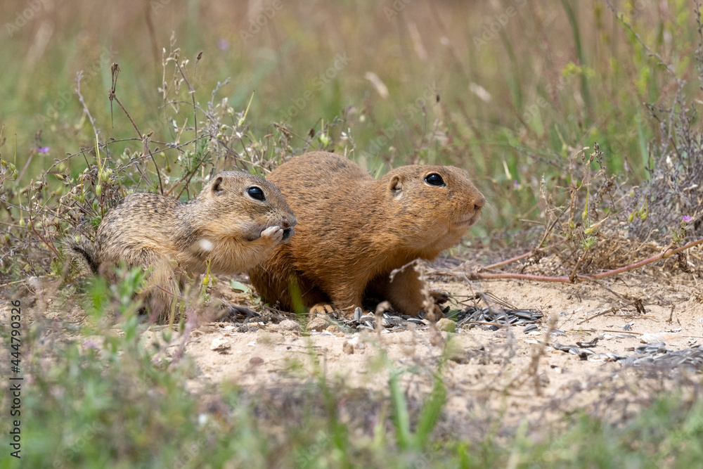 Naklejka premium Violet pearl butterfly sitting on a flower of a plant.