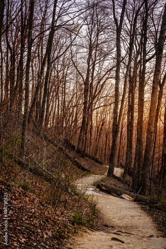 Trail in the forest at sunset