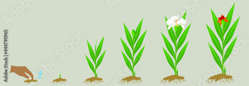 Cycle growth of hedychium coronarium ginger plant on a white background.