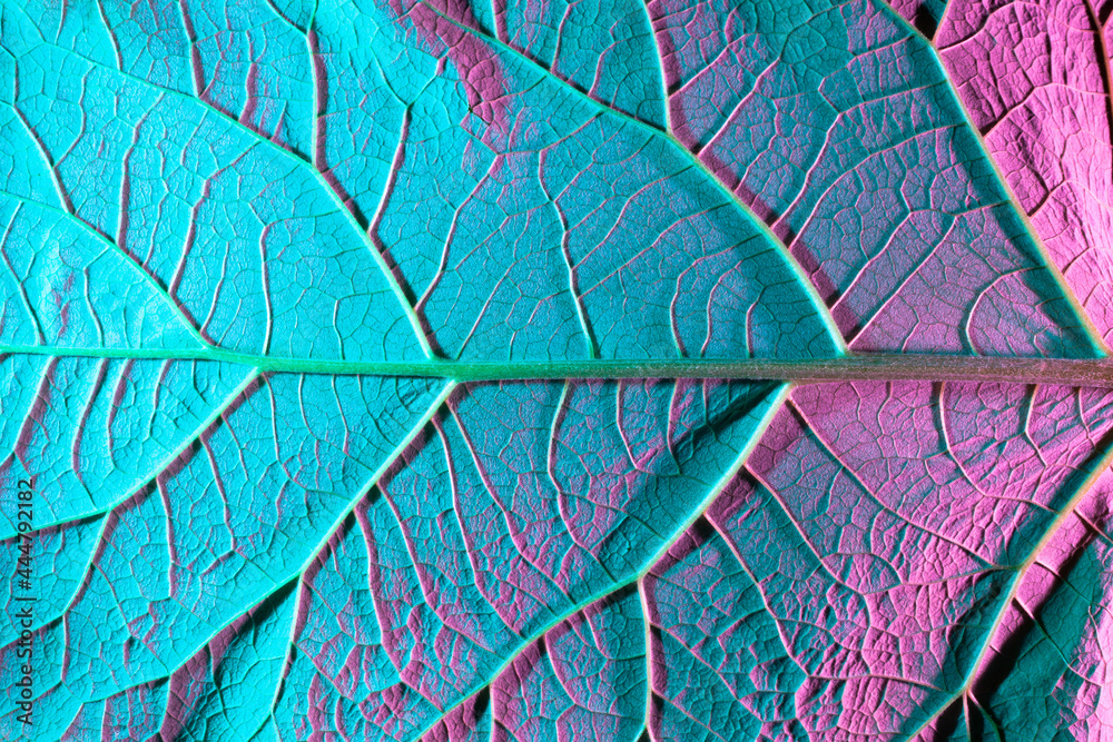 Fototapeta premium green leaf texture. Macro photo, use as background or texture