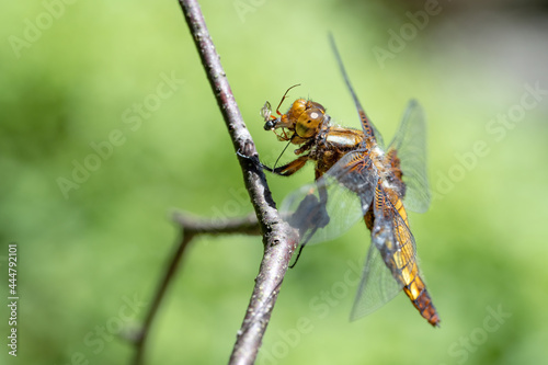 Dragonfly hold on dry branches and copy space .Dragonfly in the nature. Dragonfly in the nature habitat. Beautiful nature scene with dragonfly outdoor.a background wallpaper. © Martin