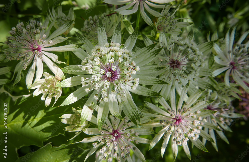 Astrantia pink and white flowers close up Astrantia pink and white flowers close up