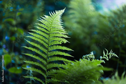 fern leaves in the forest photo