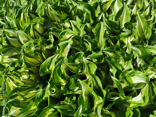 Background of white-green young hosta leaves. Top view. © Elena