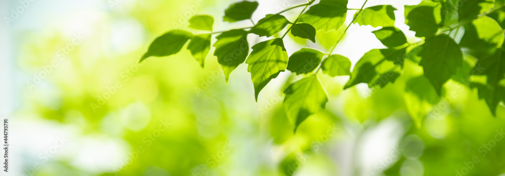 Closeup of beautiful nature view green leaf on blurred greenery background in garden with copy space using as background cover page concept. Closeup of beautiful nature view green leaf on blurred greenery background in garden with copy space using as background cover page concept.