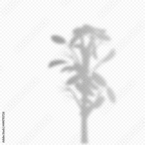 Realistic Vector transparent overlay blured shadow of branch indoor plant.