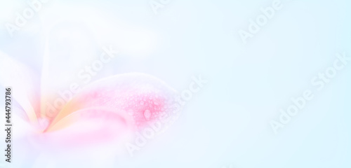 Plumeria flower soft background