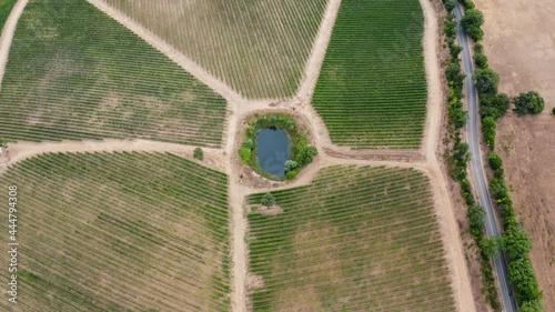 campo di vigneti toscani photo