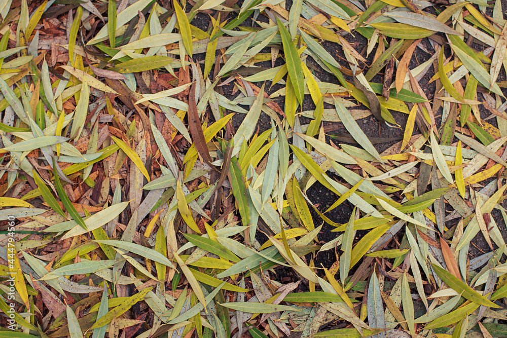 Fallen willow leaves lie on the ground. The texture of autumn leaves. Fallen willow leaves lie on the ground. The texture of autumn leaves.