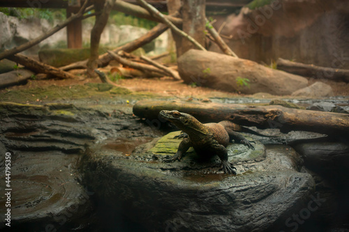A small Komodo Dragon on wet stones