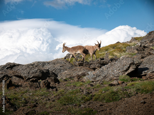 Male ibex  Capra pyrenaica  in the high mountains. Hunting.