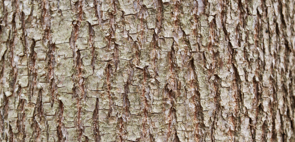 Qualitative photo of tree bark with natural pattern. Fragment of linden tree bark. Qualitative photo of tree bark with natural pattern. Fragment of linden tree bark.